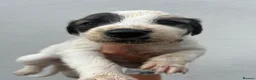 Lurcher dogs for sale: Fluffy Lurcher puppies available Sept - Advert 11