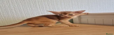 Abyssinian 2