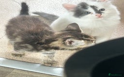 Mixed Breed cats for sale: 4 beautiful kittens looking for forever homes - Image 5