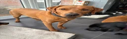 Labrador Retriever dogs for sale: 🐶 KC REGISTERED LABRADOR PUPPIES DUE SOON 🐶 - Advert 10