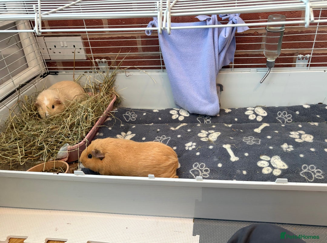Guinea Pig rodents for sale: 2x Female Guinea pigs + Set up - Advert 2