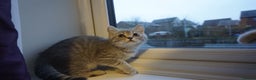 British Shorthair cats for sale: British Blue tabbies boys and girls - Advert 8
