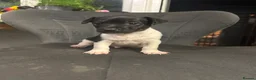 Mixed Breed dogs for sale: 3/4 Jack Russell 1/4 patterdale  in Cardigan - Advert 5