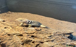 Lizard reptiles for sale: Female Collared Lizzard +Full set up - Image 4