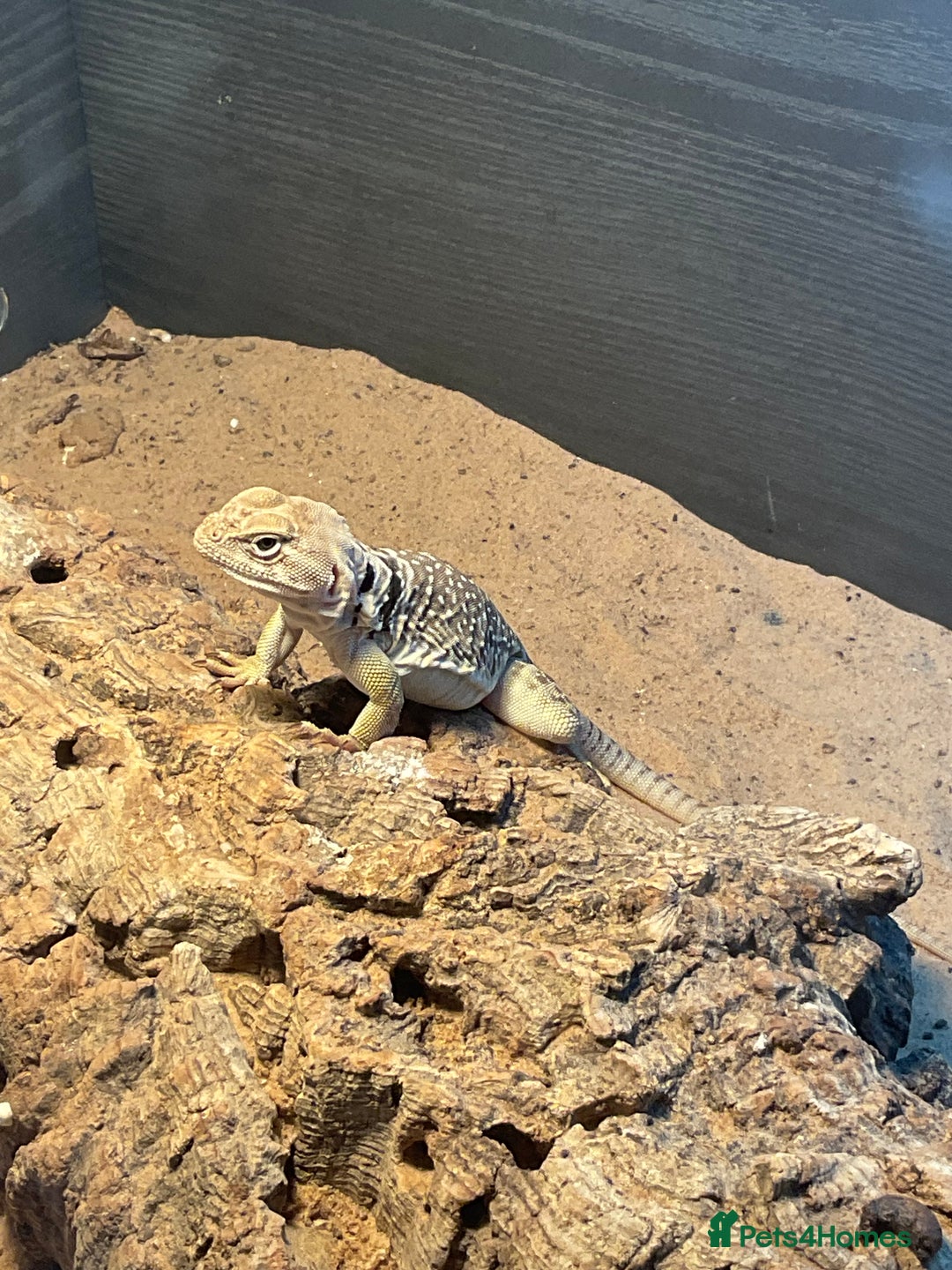 Lizard reptiles for sale: Female Collared Lizzard +Full set up - Image 4
