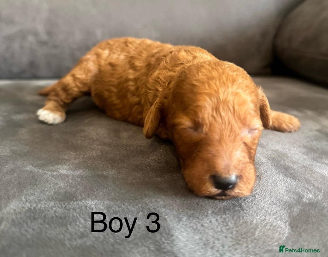 Miniature Poodle dogs for sale: Stunning miniature poodles available - Image 12