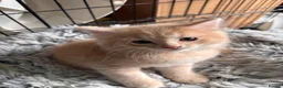 Mixed Breed cats for sale: Ginger Boy - Advert 7