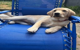 Labrador Retriever dogs for sale: Male- Labrador puppy for sale  - Image 5