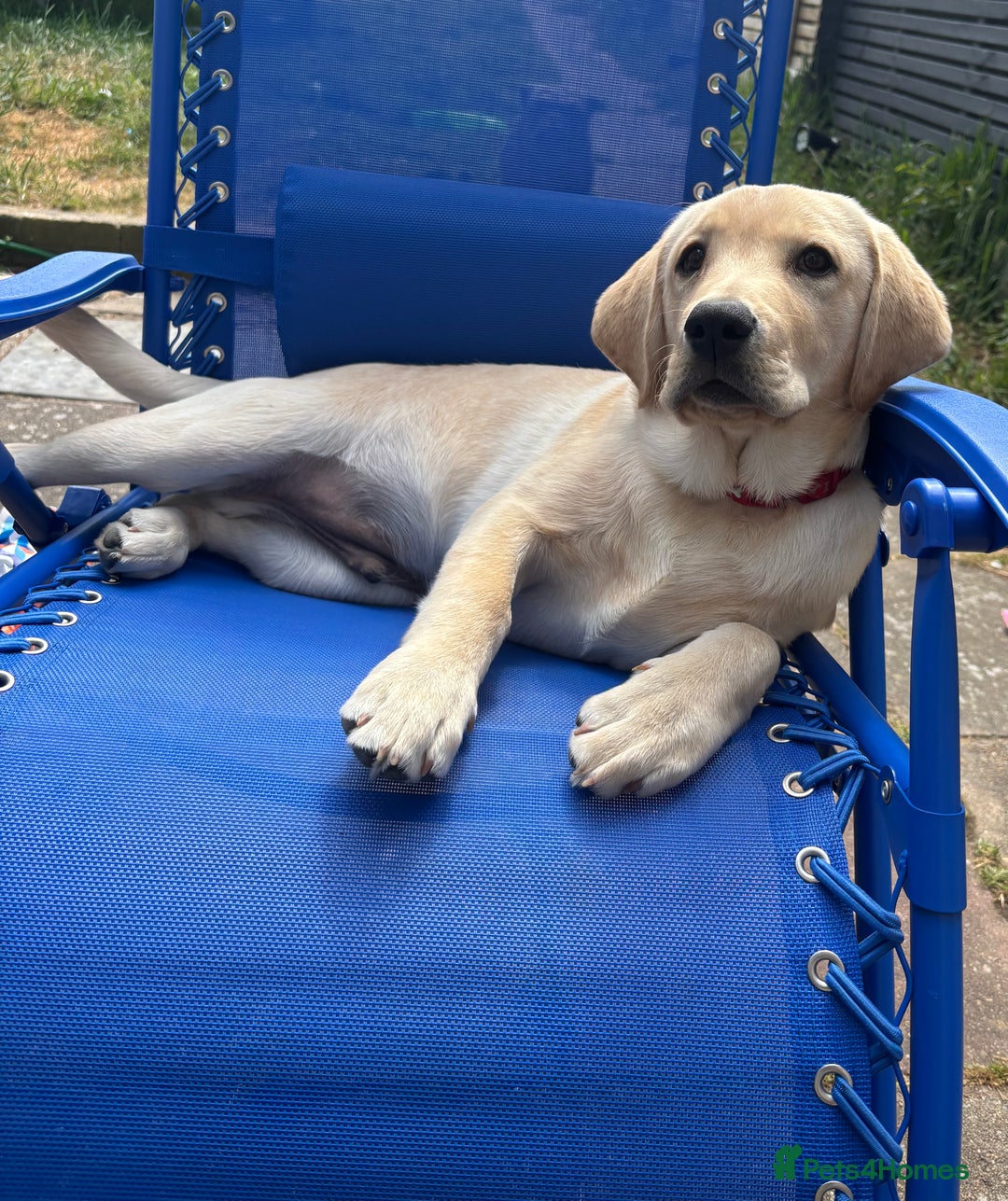 Labrador Retriever dogs for sale: Male- Labrador puppy for sale  - Image 5