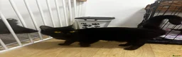 Domestic Shorthair cats for sale: Adorable kittens for sale in Newhaven - Advert 18