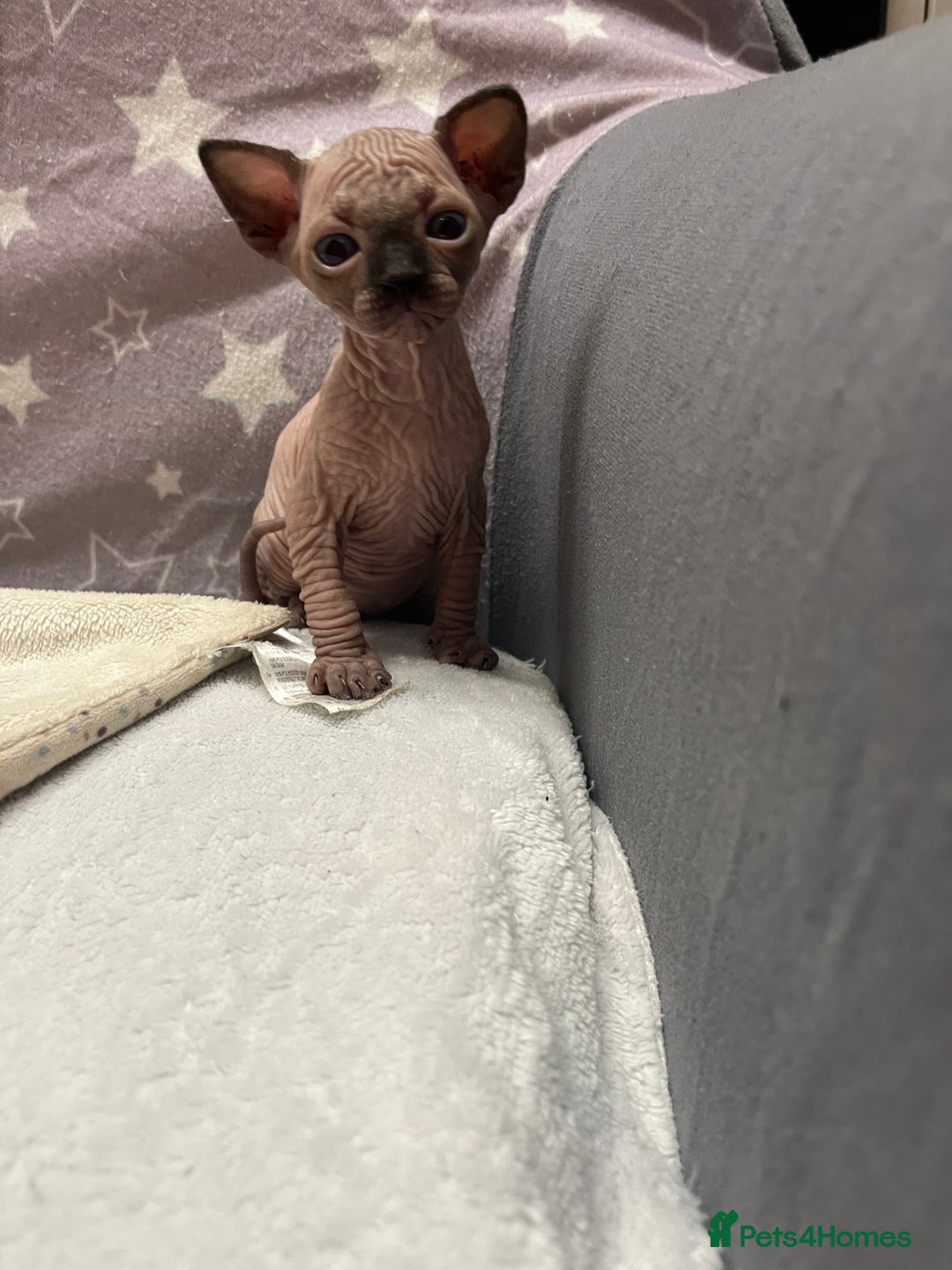 Sphynx cats for sale: 3 beautiful GIRlS available ❤️  - Image 15