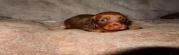 Miniature Dachshund dogs for sale: Long Haired Mini Dachshunds 🐶 - Advert 5