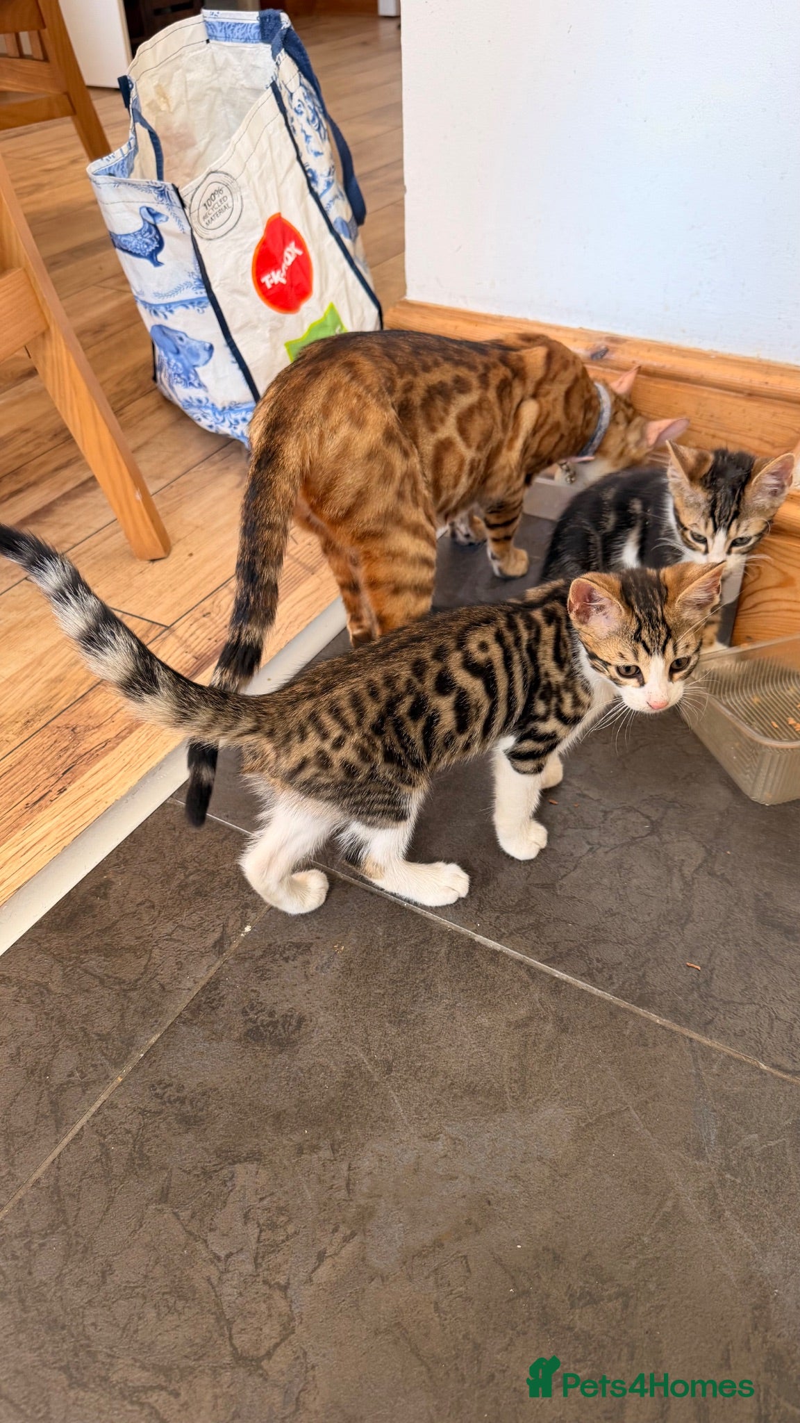 Mixed Breed cats Gorgeous Mixed Bengal Kittens - Advert 2
