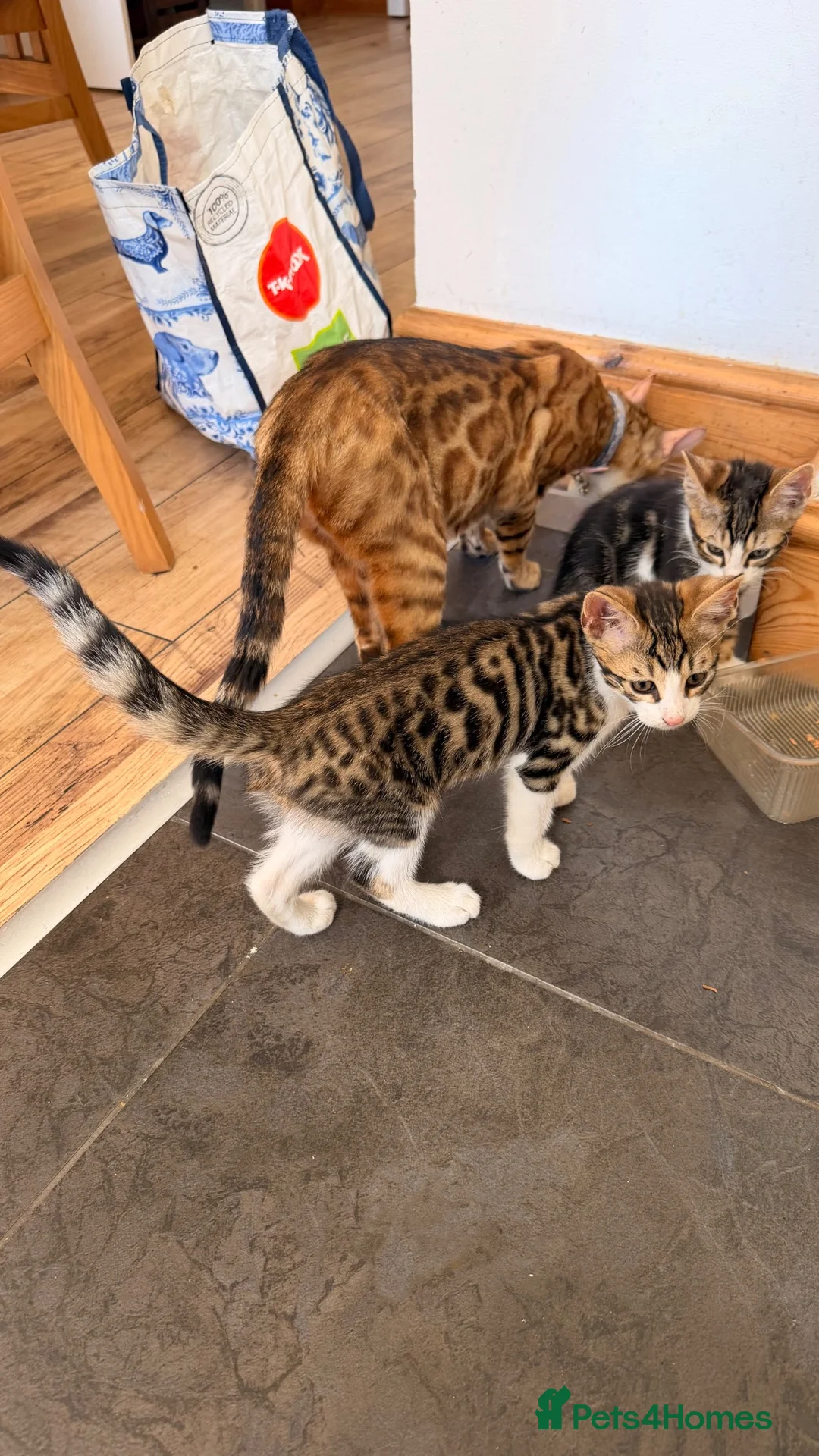 Mixed Breed cats for sale: Gorgeous Mixed Bengal Kittens - Advert 1