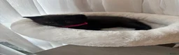 British Shorthair cats for sale: Adorable Kittens Looking for loving new homes - Advert 10
