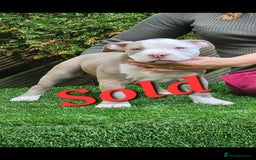 American Bully dogs for sale: pocket bully pups, ABKC registered, 14wks old. - Image 14