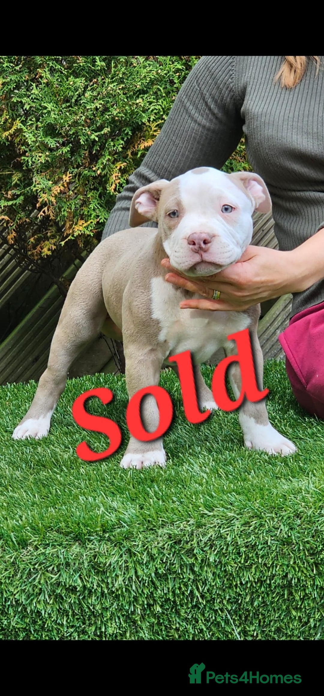 American Bully dogs for sale: pocket bully pups, ABKC registered, 14wks old. - Image 14
