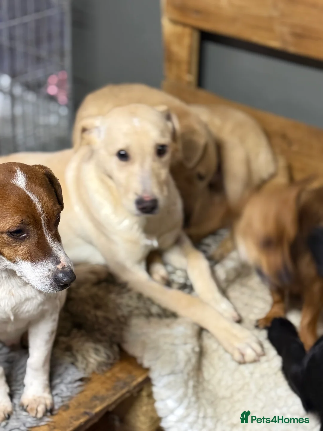 Mixed Breed dogs for adoption: Sweet Locky Looking for LOVE - Advert 6