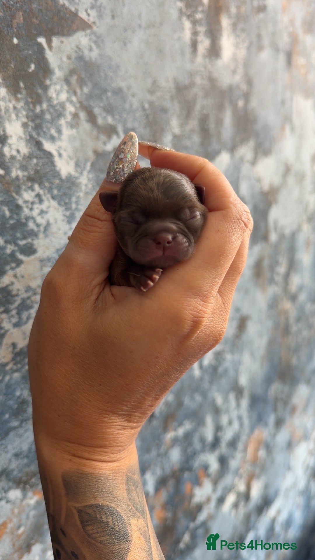 Chihuahua dogs for sale: 💖 Chocolate females and black tri male 💖 - Advert 2