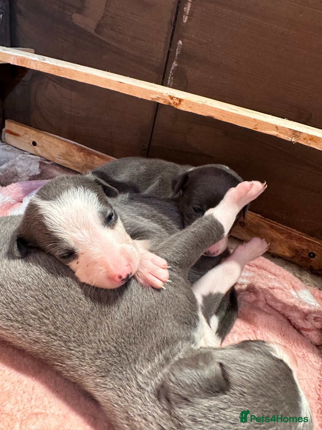 Mixed Breed dogs for sale: ❤️Beautiful whippet x greyhound puppies ❤️ - Image 9