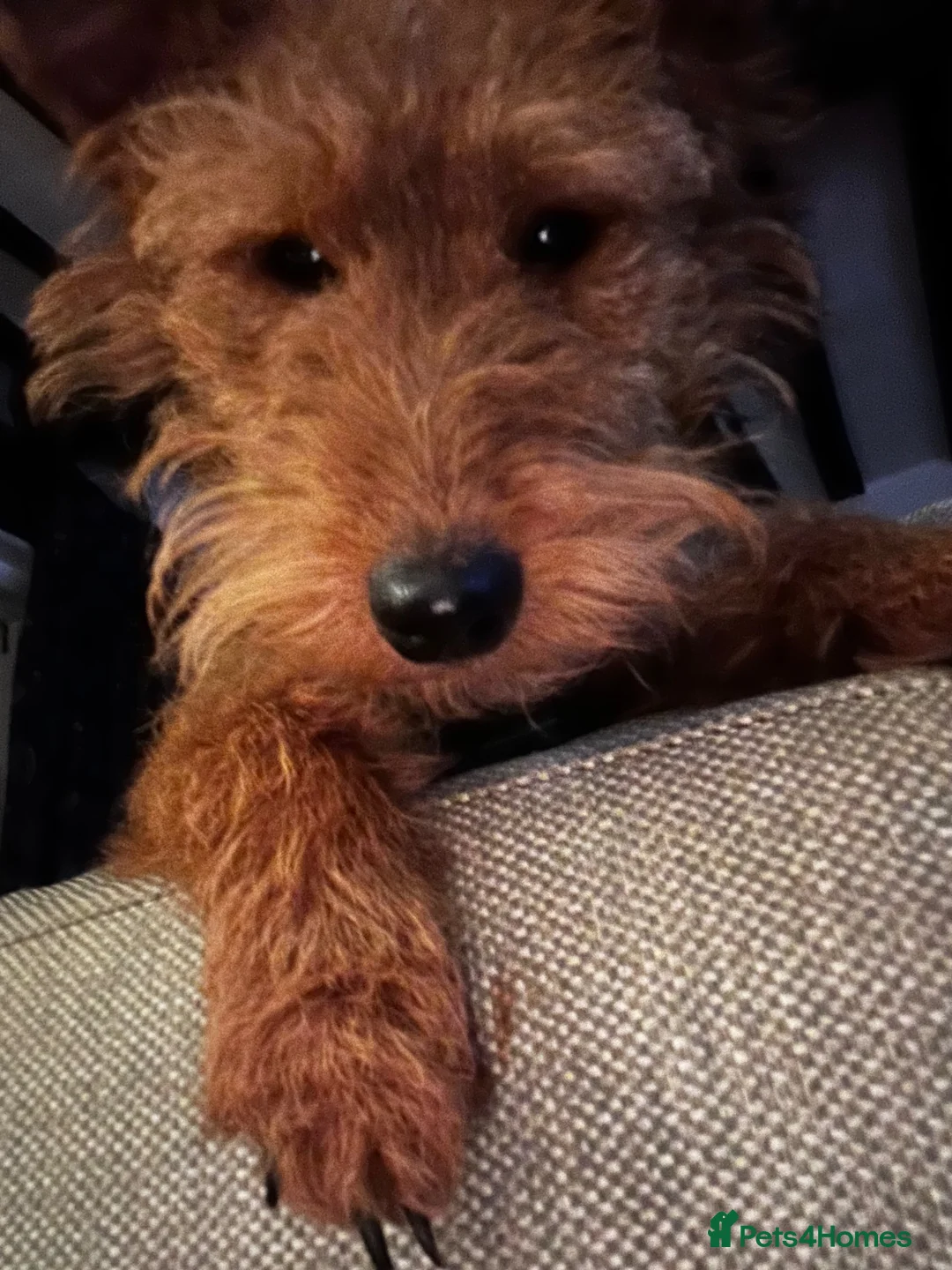 Welsh Terrier dogs for sale: 🐾 Welsh Terrier Looking for a New Home 🐾 in Grantham - Advert 2