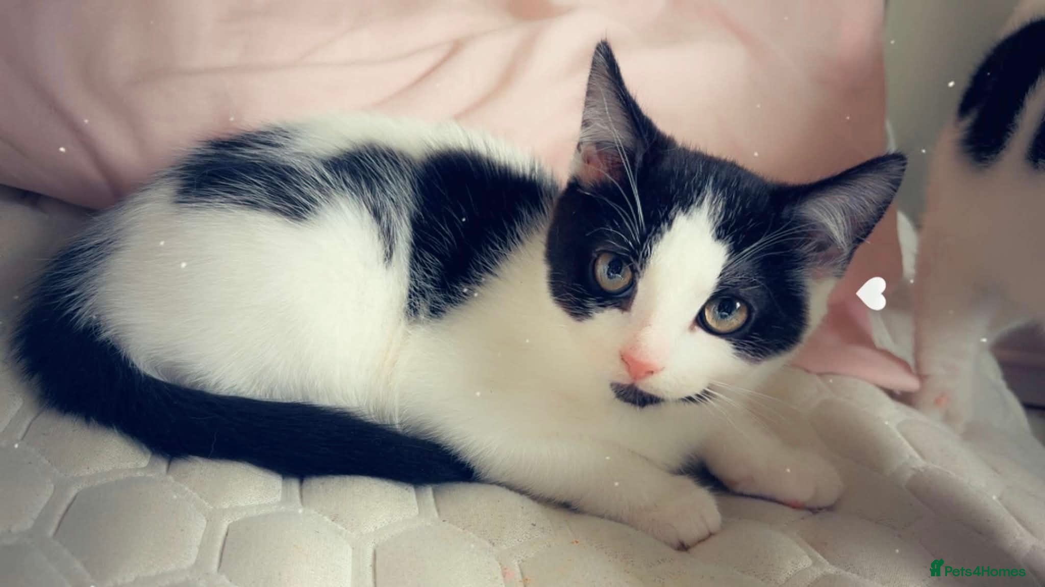Mixed Breed cats 3 Rescue kittens 🖤🤍🖤 - Advert 2