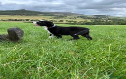 Border Collie dogs for sale: ⭐️ Border Collie Puppies ⭐️ - Image 6
