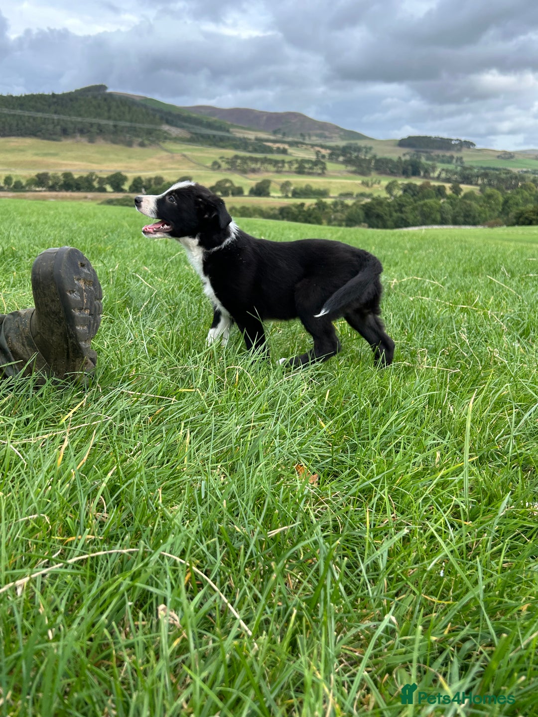Border Collie dogs for sale: ⭐️ Border Collie Puppies ⭐️ - Image 6