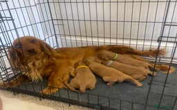 Cocker Spaniel dogs for sale: Cocker Spaniel puppies (ready 18/7/25) - Image 4