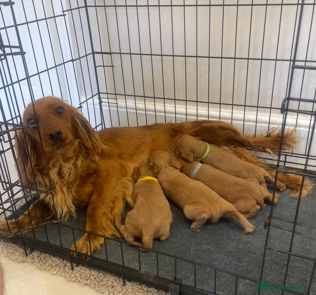 Cocker Spaniel dogs for sale: Cocker Spaniel puppies (ready 18/7/25) - Image 4