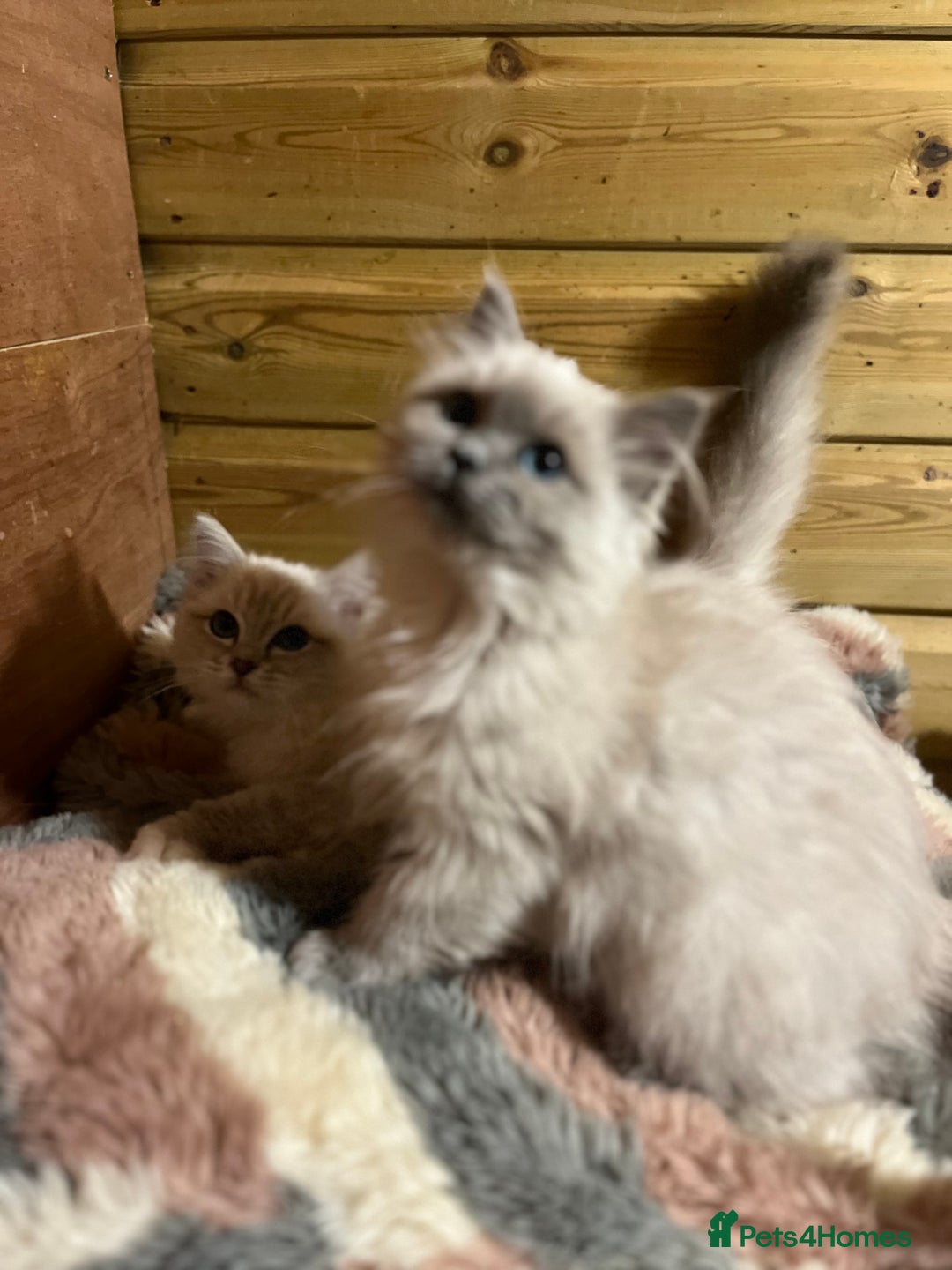 Ragdoll cats for sale: Tica Cherubim ragdoll kittens ready now  - Image 11