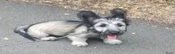 Skye Terrier dogs for sale: Two Beautiful Skye Terrier Puppies  - Advert 4