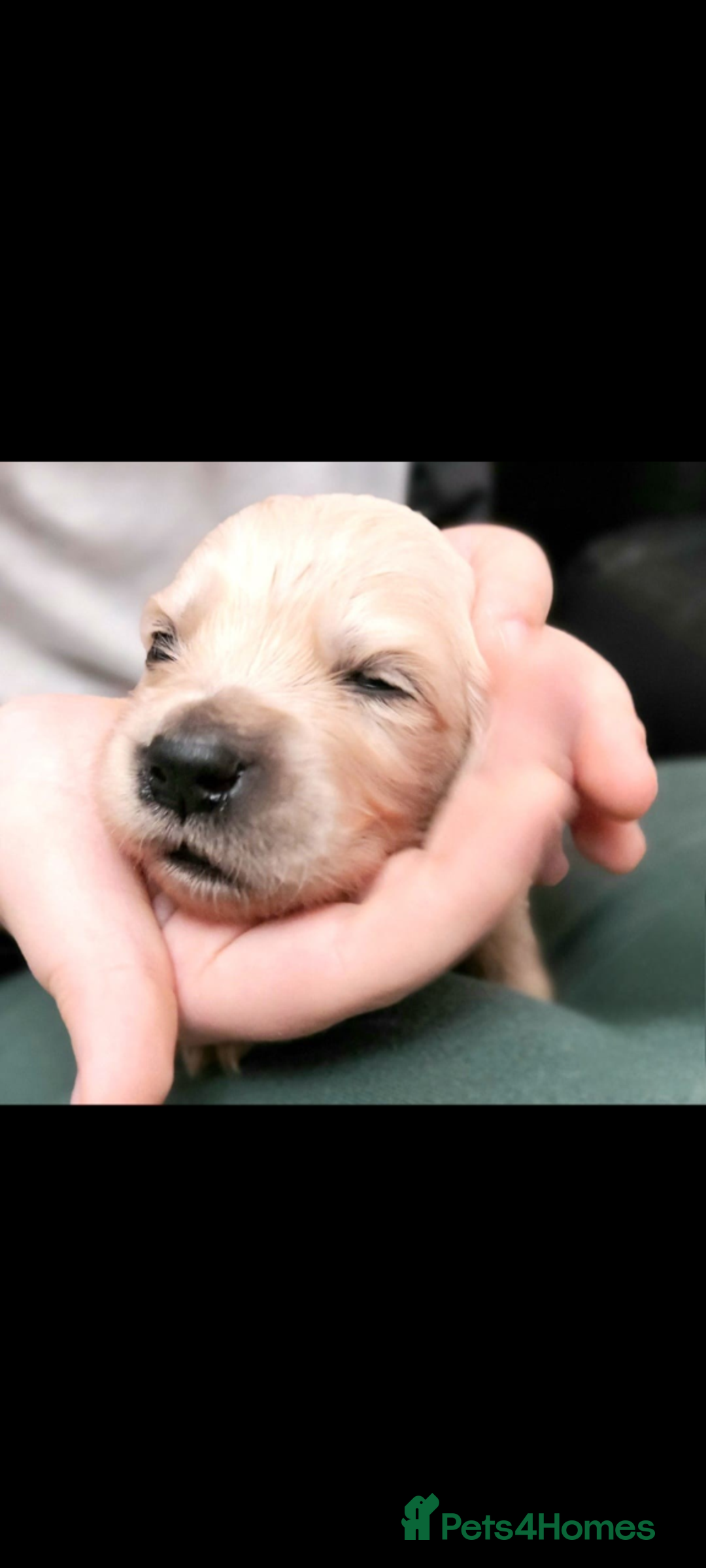 Golden Retriever dogs for sale: Golden retriever puppies for sale  - Advert 27