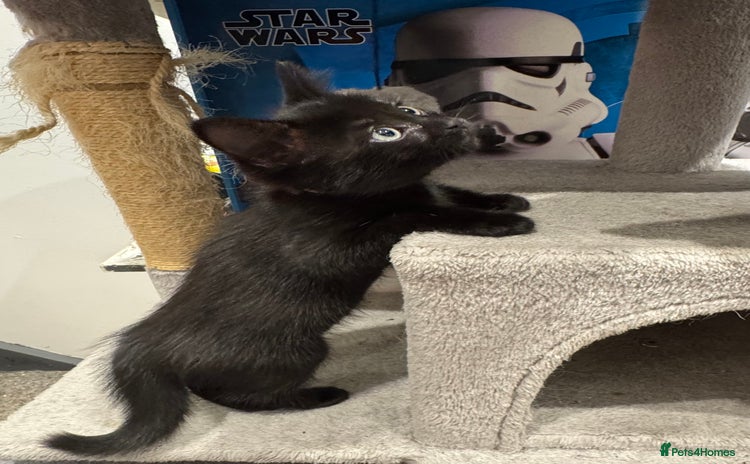 Ragdoll cats - Advert 15