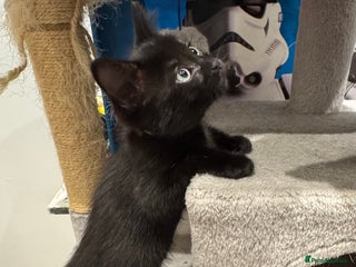 Ragdoll cats - Advert 13