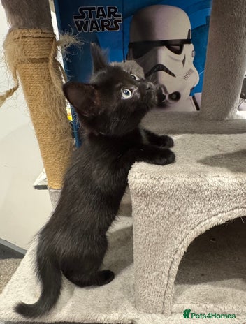 Ragdoll cats - Advert 15