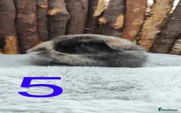 Mini Lop rabbits for sale: Mini lop and mini lop lion head   - Image 9