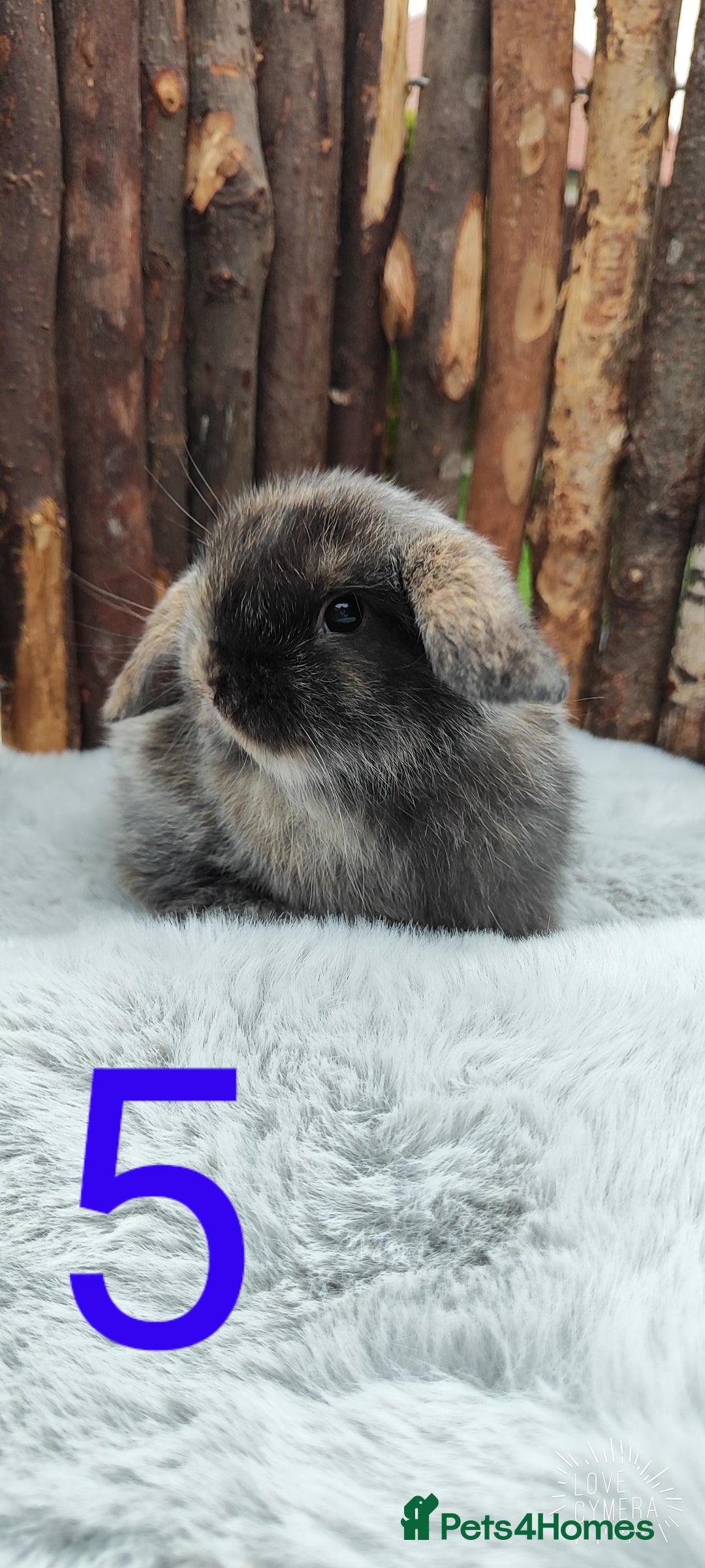 Mini Lop rabbits for sale: Mini lop and mini lop lion head   - Image 9