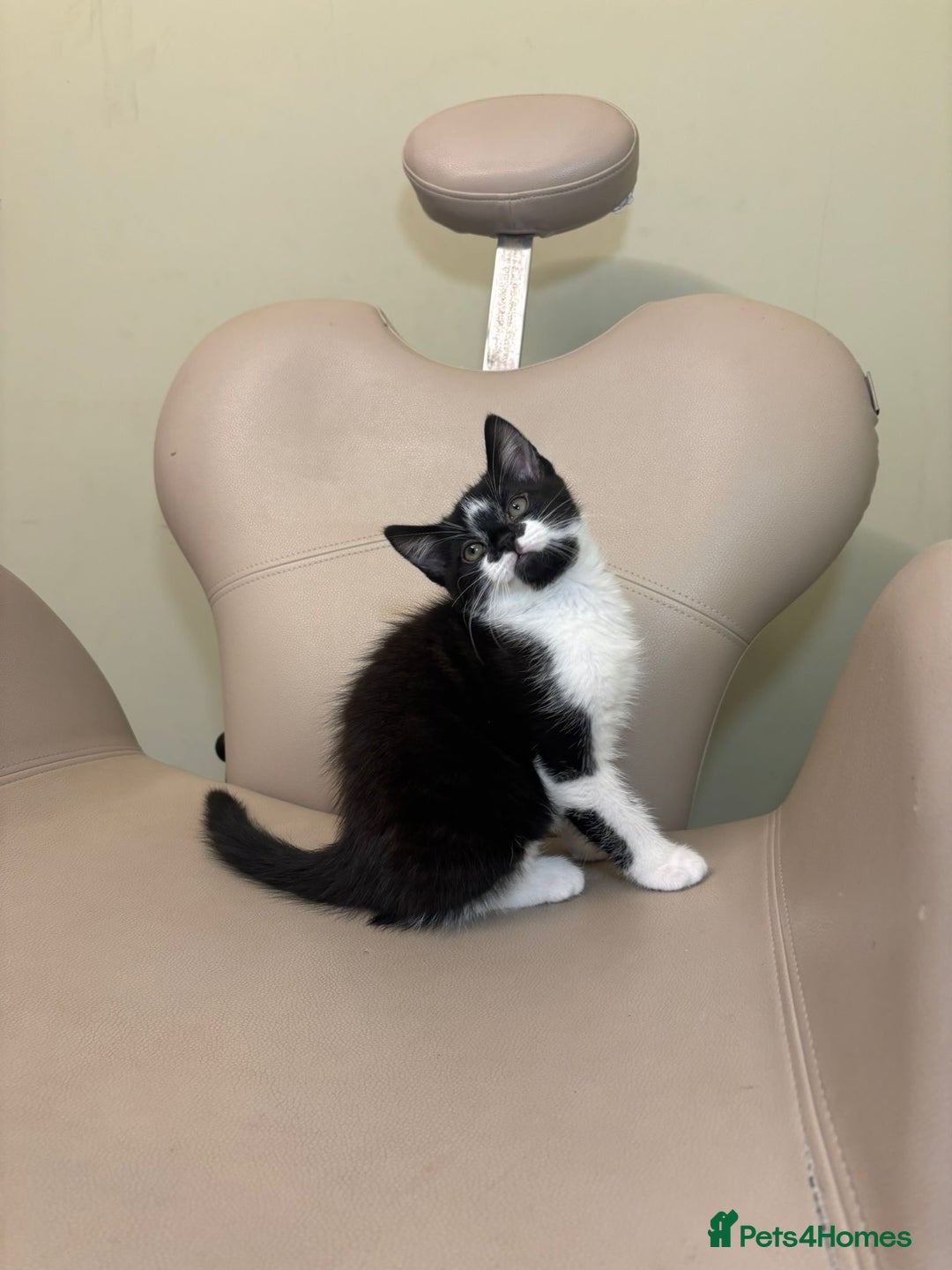 Ragdoll cats for sale: Kittens for Sale - Advert 2