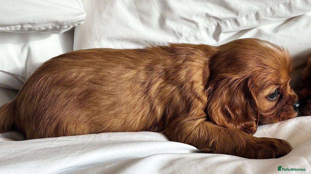 Cavalier King Charles Spaniel dogs for sale: 🐶KC REG, EXTENSIVELY HEALTH TESTED CAVALIER 🐶  - Advert 19
