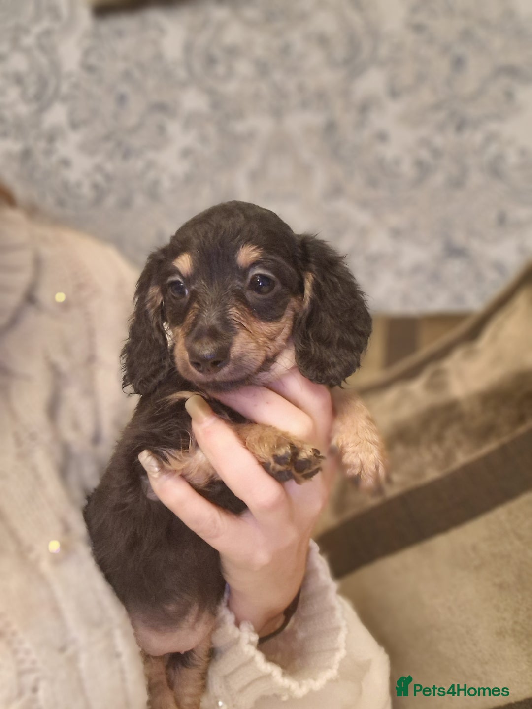 Miniature Dachshund dogs for sale:  Ready Now! Last Girl Long Coat Waiting For You  - Advert 14