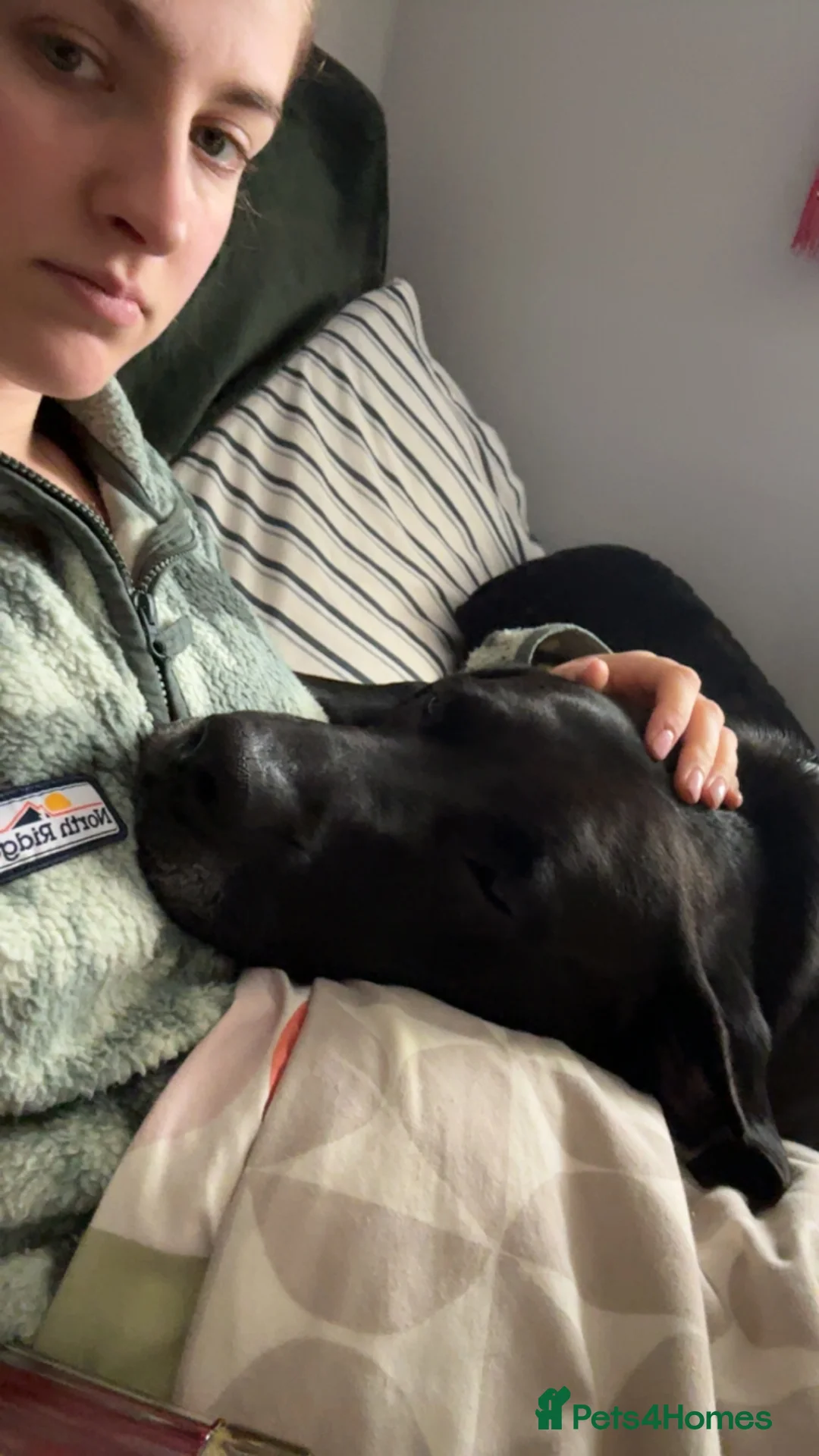 Mixed Breed dogs for sale: Gorgeous loving boy  in Derby - Advert 4