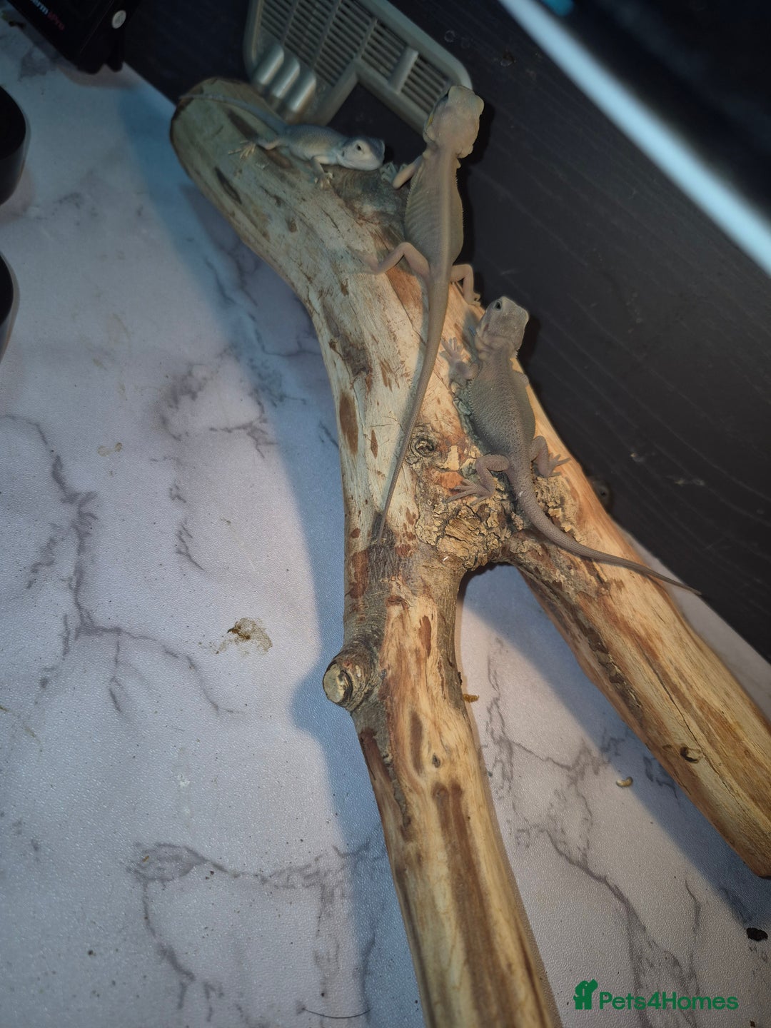 Bearded Dragon reptiles for sale: Baby bearded  dragons  - Image 18