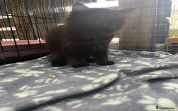 Siberian cats for sale: Siberian cross Female - Image 2