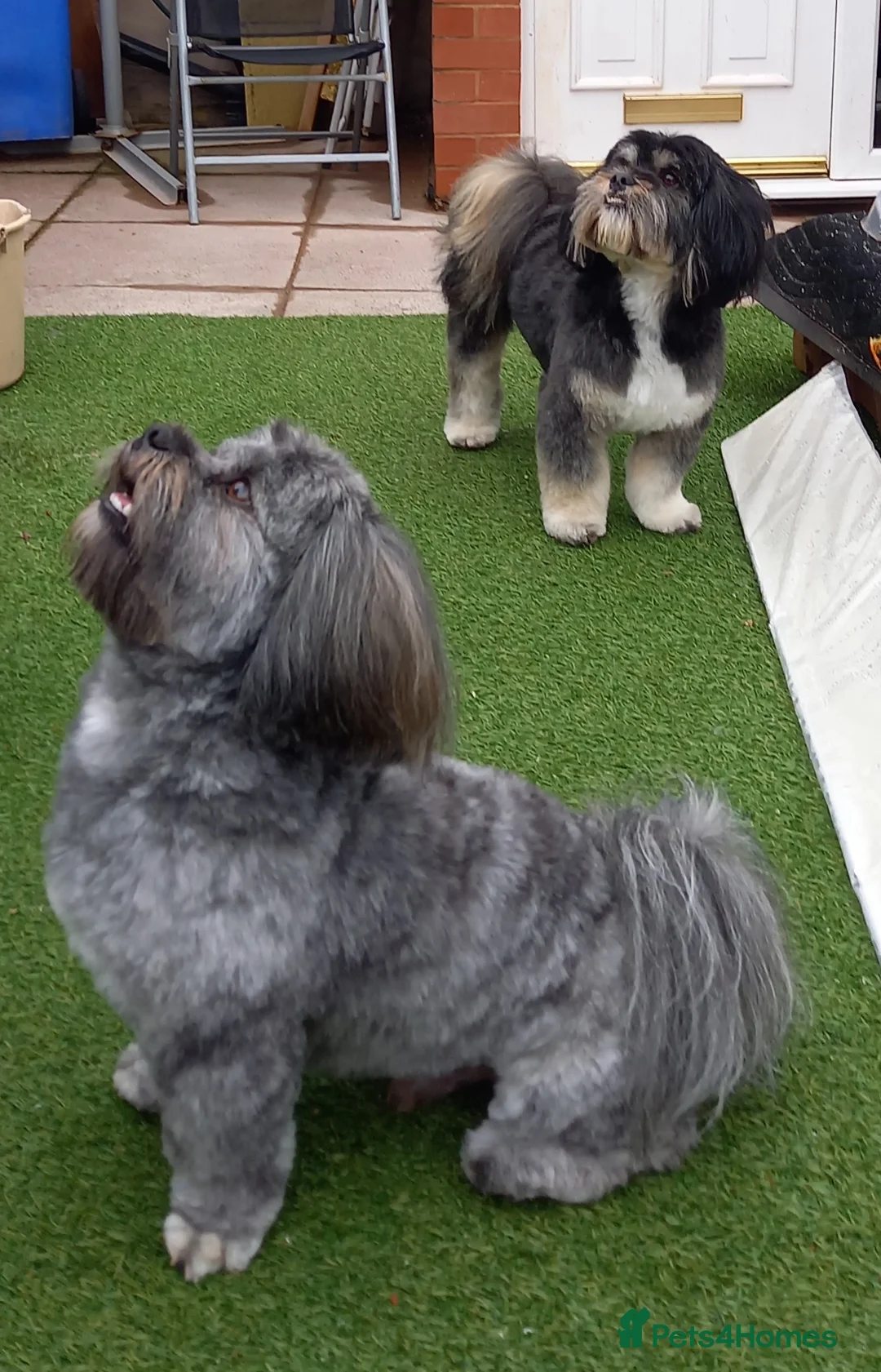 Lhasa Apso dogs for stud: Pedigree male dogs for stud in Sheffield - Advert 3