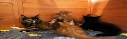 Maine Coon cats for sale: SHOW QUALITY GCCF MAINE COON KITTENS - Advert 7