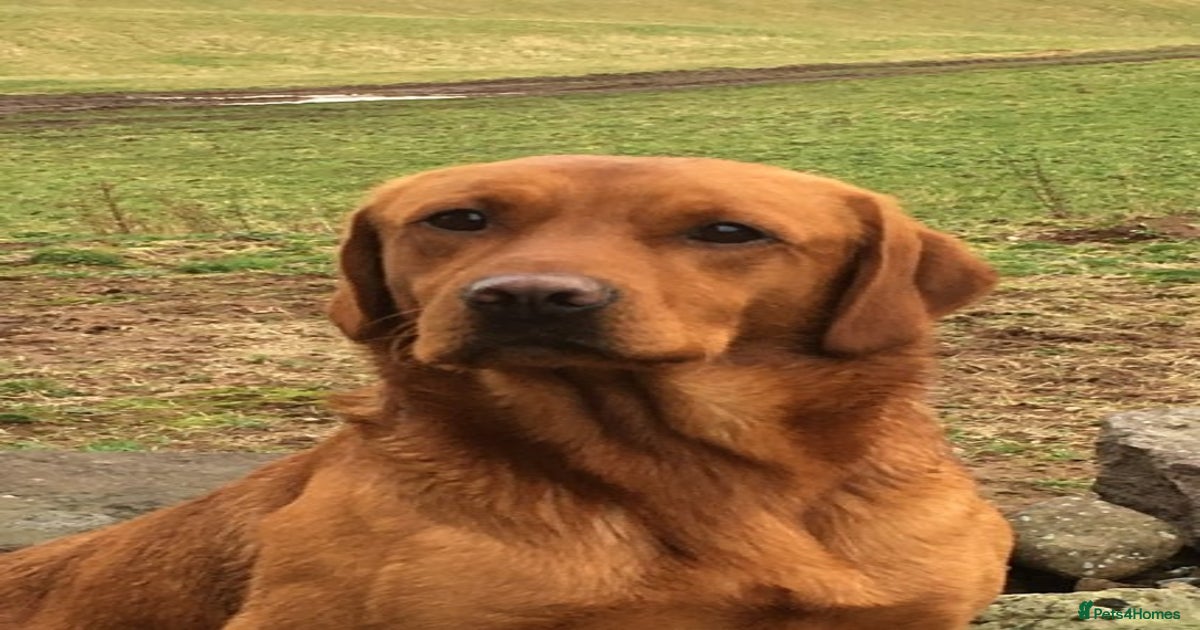 Fox Red Labrador for Stud for stud in Crieff Pets4Homes