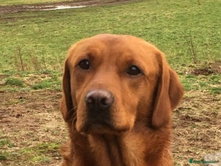 Labrador Retriever dogs in Crieff - Advert 31