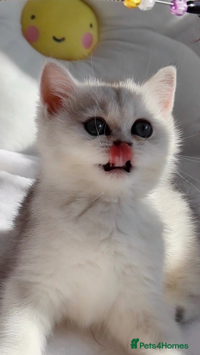 British Shorthair cats ✨🐻‍❄️Last British Shorthair girl🤍ready now‼️✨ - Advert 2