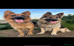 German Shepherd dogs for sale: Beautiful GSD pups - Image 21